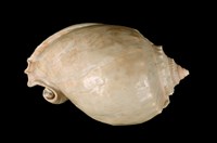 藏品(灰鬢螺)的圖片